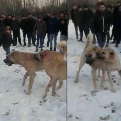 Vahşeti çocuklarıyla izlediler!