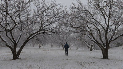 Kayısı bahçelerinde kış manzarası