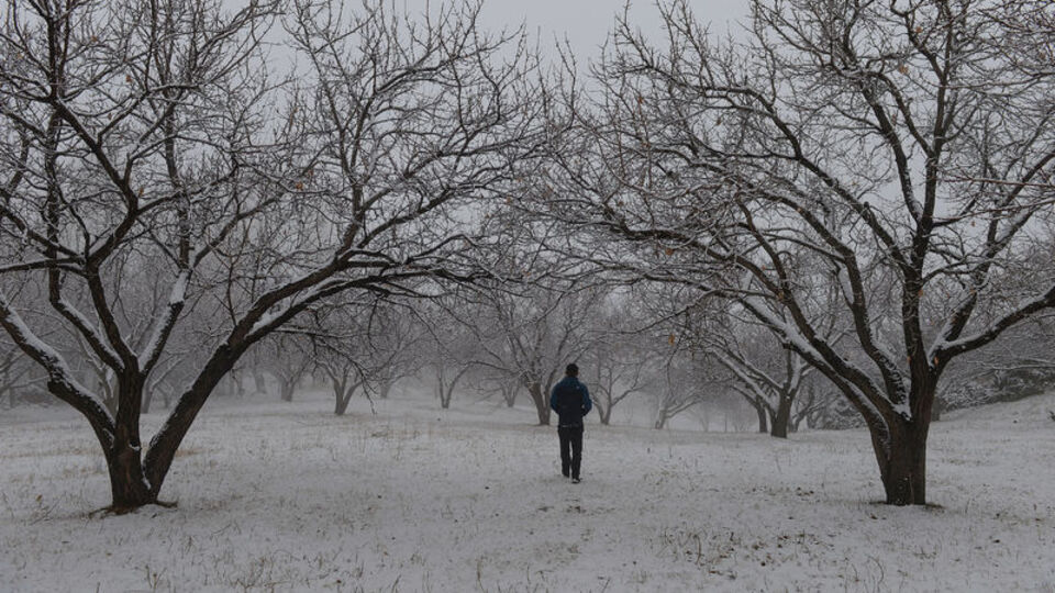 Kayısı bahçelerinde kış manzarası
