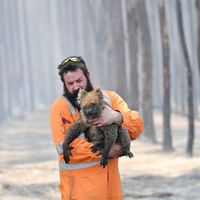 Avustralya yangını hayvan türlerini tehdit ediyor!