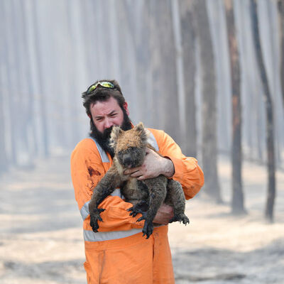 Avustralya yangını hayvan türlerini tehdit ediyor!