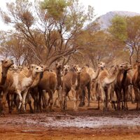 10 bin deve için ölüm kararı!