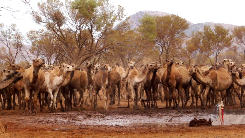 10 bin deve için ölüm kararı!