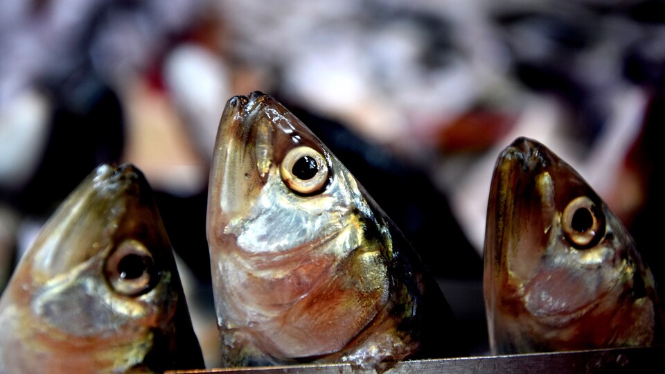Balıkçılıkta uygulanan para cezalarına düzenleme