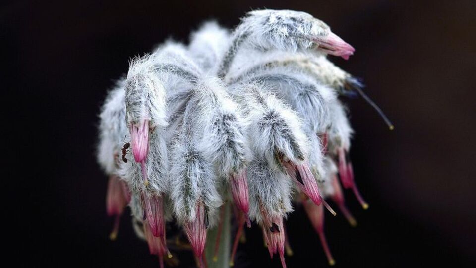 Dünyada başka yerde yok! O ilimizde keşfedildi