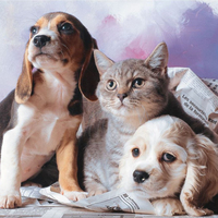 Otobüste artık kedi-köpek serbest