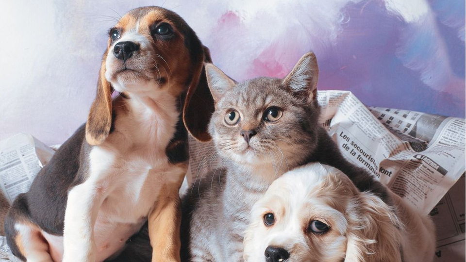 Otobüste artık kedi-köpek serbest