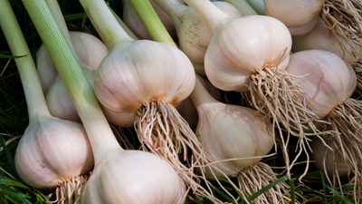 Uyarı geldi! Sarımsak yedikten sonra...