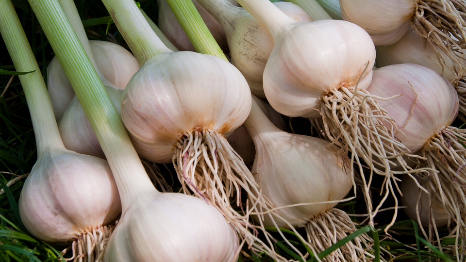 Uyarı geldi! Sarımsak yedikten sonra...