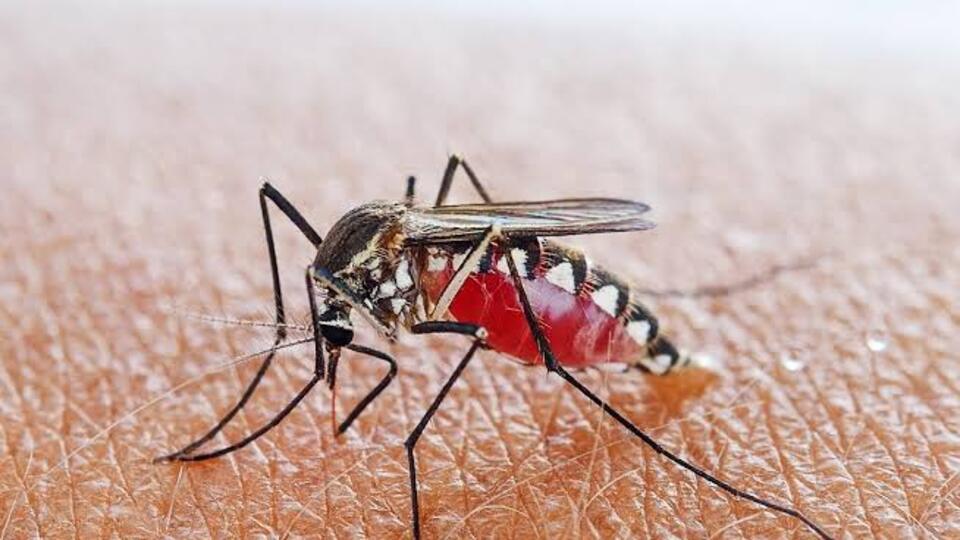 Sıtma hastalığı nedir?