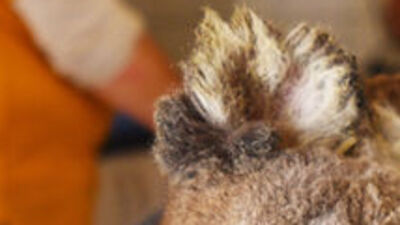 Avustralya'da yangın durmuyor!