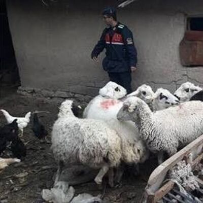 Çaldıkları koyunla uyuşturucu takası!