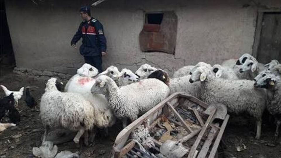 Çaldıkları koyunla uyuşturucu takası!