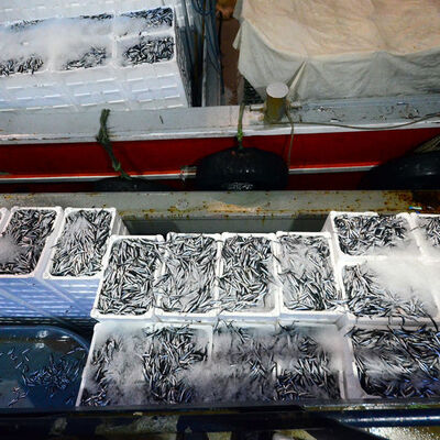 Karadeniz'de hamsi bereketi! Kilosu 3 lira