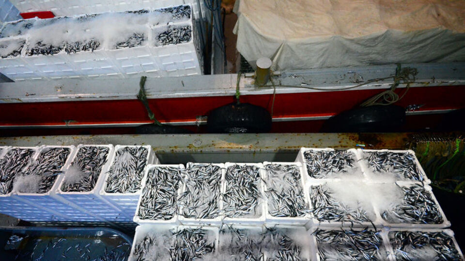 Karadeniz'de hamsi bereketi! Kilosu 3 lira