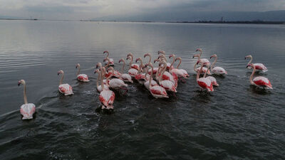 Flamingolarla bir başka güzel