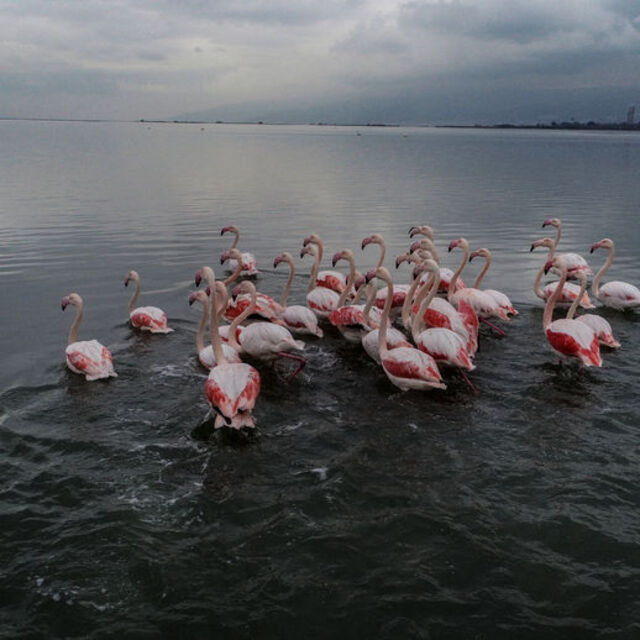 Flamingolarla bir başka güzel