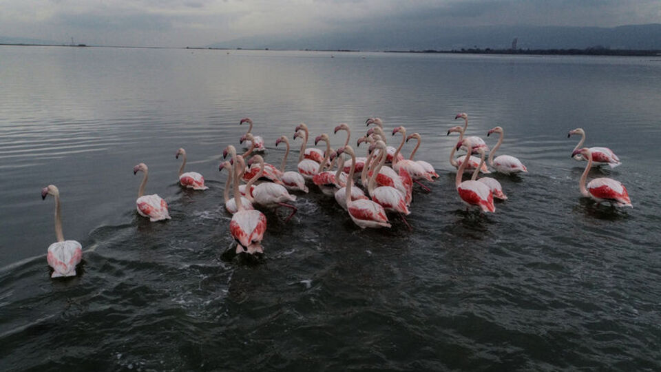 Flamingolarla bir başka güzel
