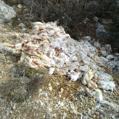 Mersin'de kan donduran görüntü!