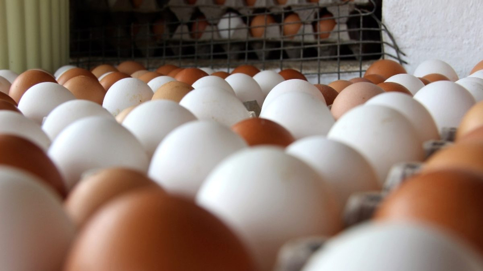 Yumurta üretimi azaldı