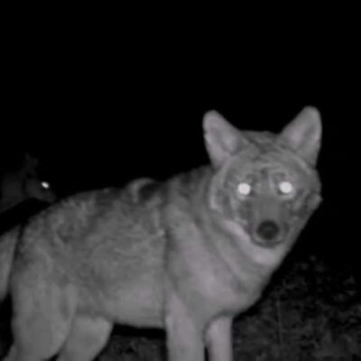 Çocukluğundan beri merak ediyordu... Sonunda görüntüledi