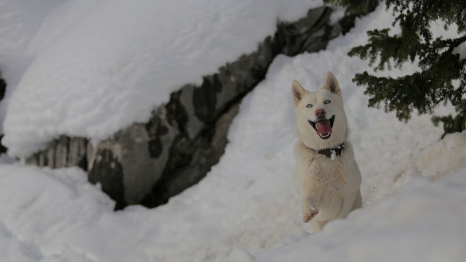 'Fıstık'ın ilk kar sevinci