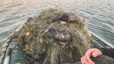 Sapanca'da 'hayalet ağ' katliamı