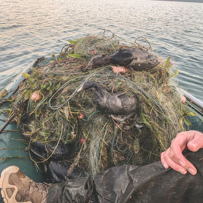 Sapanca'da 'hayalet ağ' katliamı