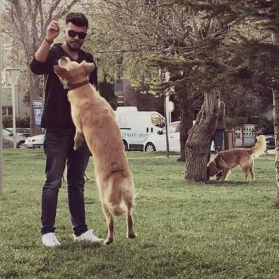 Paylaşılamayan köpek davasında emsal karar