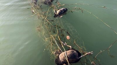 Sapanca'daki 'hayalet ağa' inceleme!