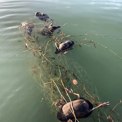 Sapanca'daki 'hayalet ağa' inceleme!