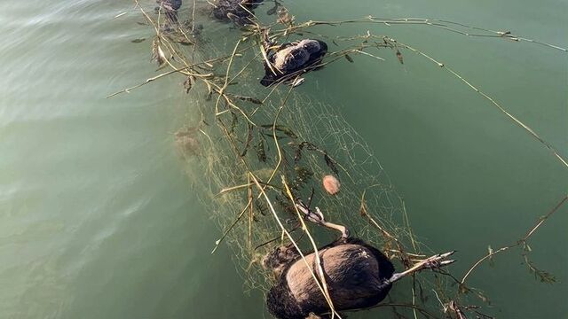 Sapanca'daki 'hayalet ağa' inceleme!