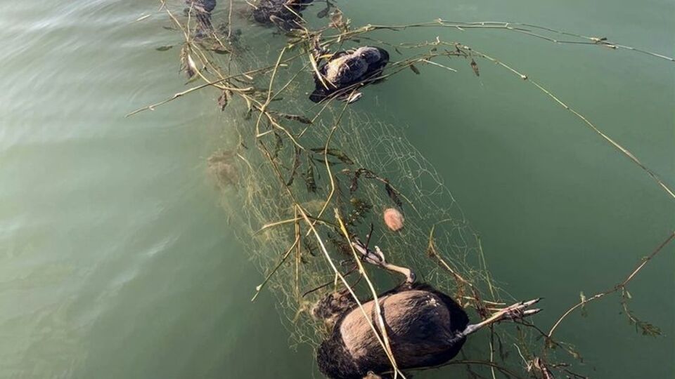Sapanca'daki 'hayalet ağa' inceleme!