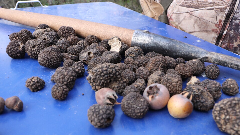 Trüf mantarında ticari hacim 130 milyon liraya ulaştı