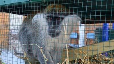 Evlerinin balkonuna gelen maymunu kedi sanmışlar