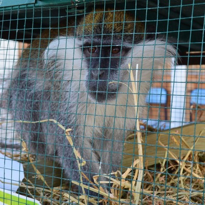 Evlerinin balkonuna gelen maymunu kedi sanmışlar