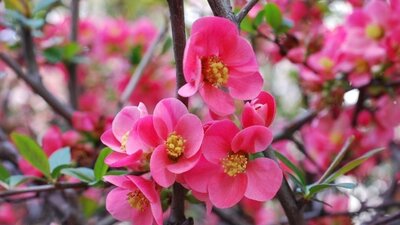 2020 İlk cemre ne zaman düşecek?