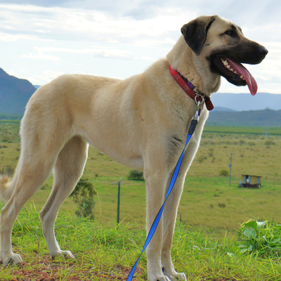Otobüste kangala izin çıkmadı
