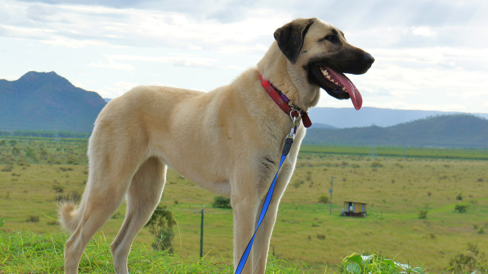Otobüste kangala izin çıkmadı