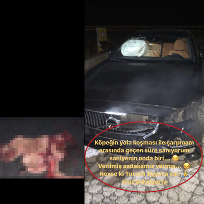 Çarptığı köpeği paylaştı, sosyal medya ayağa kalktı