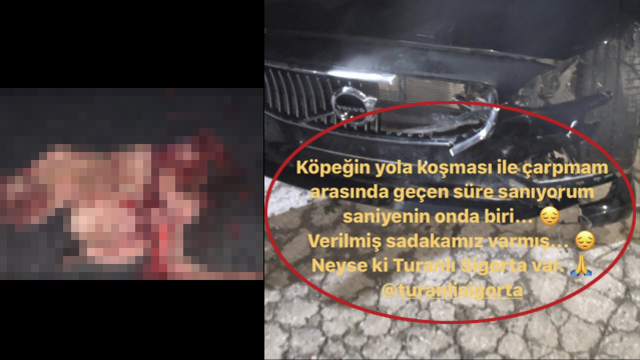Çarptığı köpeği paylaştı, sosyal medya ayağa kalktı