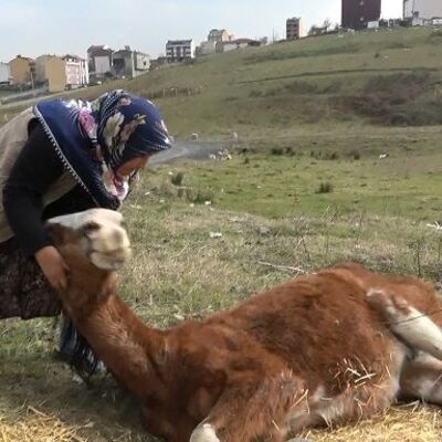 Yürek burkan çile!