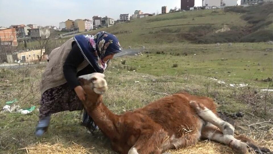 Yürek burkan çile!