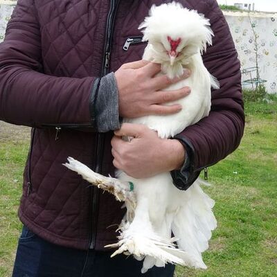 Şampiyon oldu... Paha biçilemiyor!