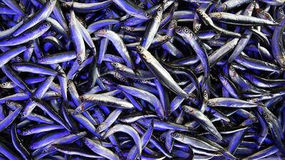 Soğuk hava hamsiyi sofraya getirdi