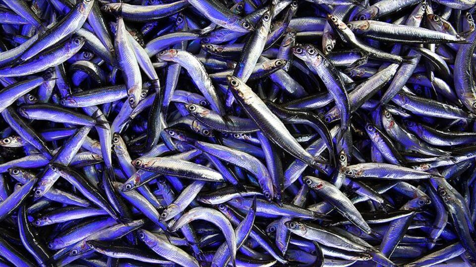 Soğuk hava hamsiyi sofraya getirdi