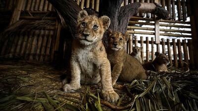 Aslan Park'ın yeni yavruları