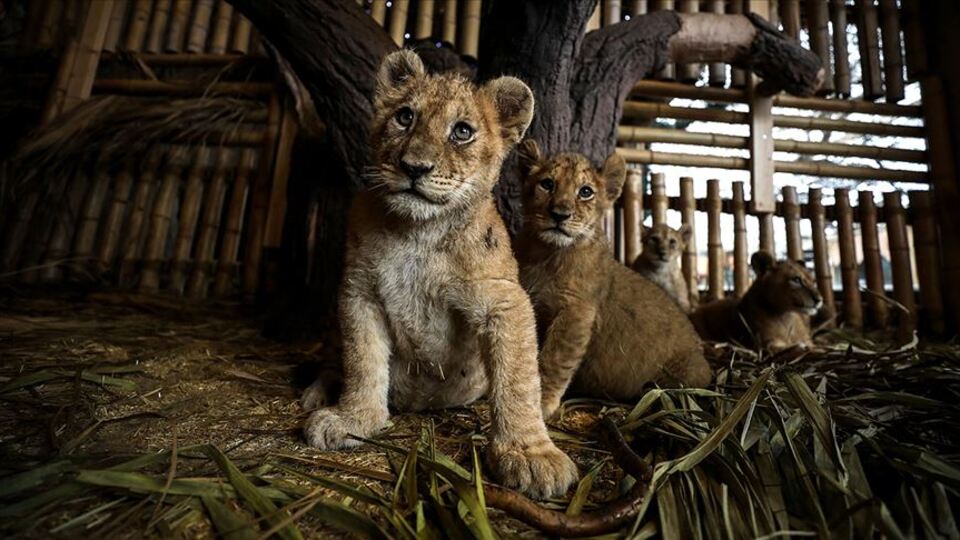 Aslan Park'ın yeni yavruları