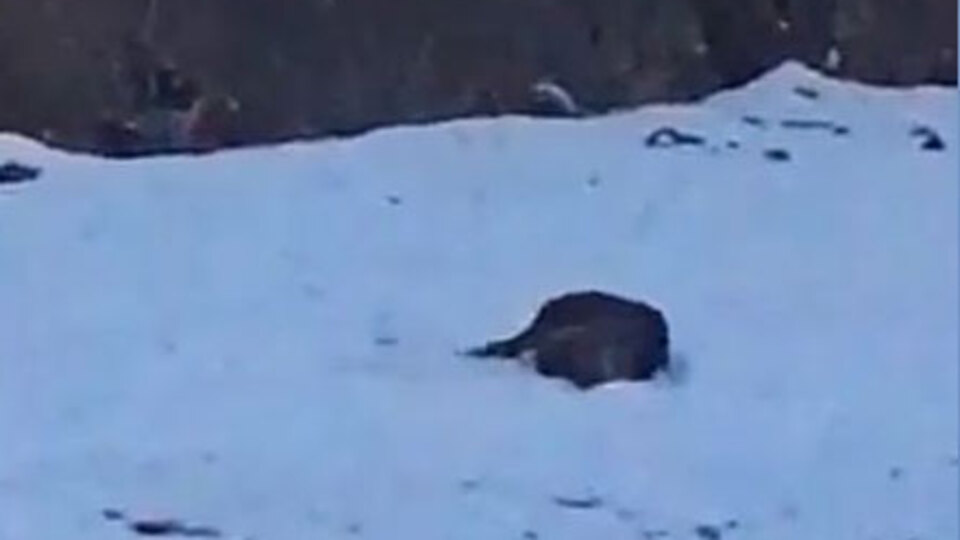 Kavga ederken görüntülendiler