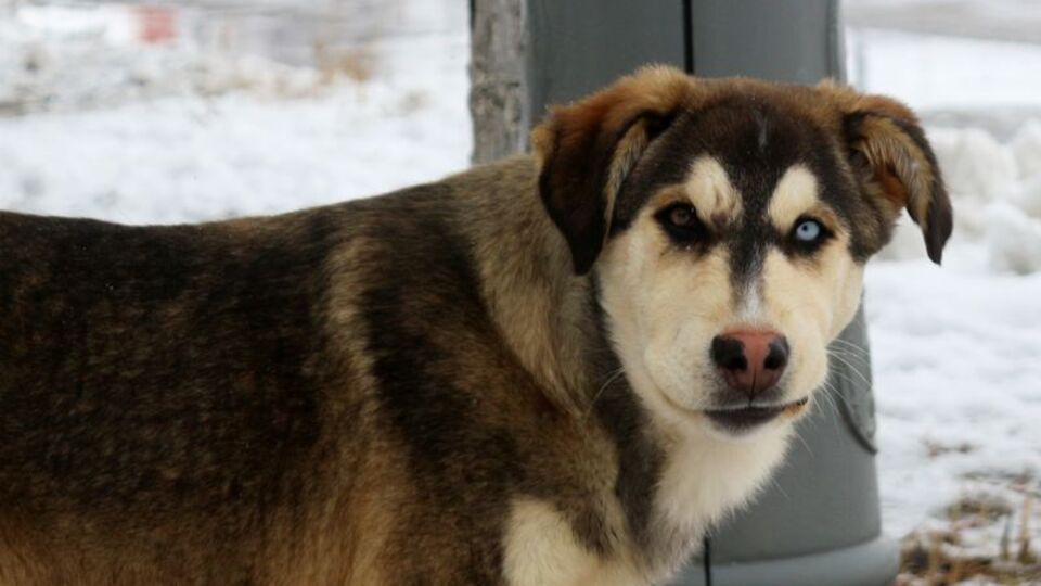 Bu da 'Van' köpeği